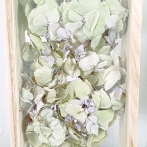 Hortenzie v akváriu