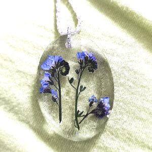 Myosotis sylvatica